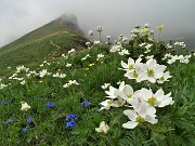 35 Anemoni narcissini (Anemonastrum narcissiflorum) con vista verso il Triomen